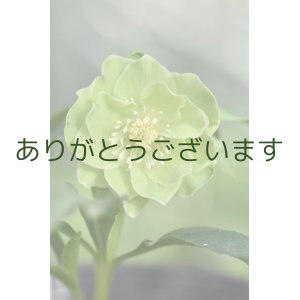 画像: DDグリーンホワイトエッジ　原種交配　「一茶」【花弁裏に傷みあり】　　No/24039