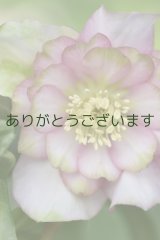 画像: DDピンクグリーンリップ　「桜利休」　【花弁に傷みあり】　No/24032