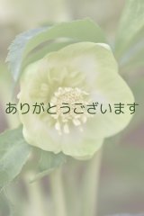 画像: SDホワイトグリーンリップ　「利休」　【２番花・花茎3本立ち】　No/24015