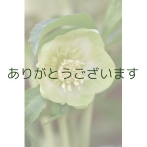 画像: SDホワイトグリーンリップ　「利休」　【２番花・花茎3本立ち】　No/24015