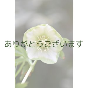 画像: SSホワイトグリーンリップ　「利休」【花茎３本立ち】　No/24067