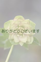 画像: DDホワイトグリーンリップ・ピコティ？　「鶯(うぐいす)利休」　【３番花・花茎２本立ち】　No/24061