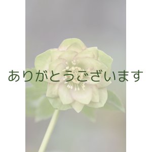 画像: DDホワイトグリーンリップ・ピコティ？　「鶯(うぐいす)利休」　【３番花・花茎２本立ち】　No/24061