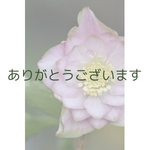 画像: DDピンクグリーンリップ　「桜利休」　【花茎2本＋1本立ち】　No/24090