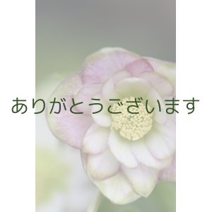 画像: DDピンクグリーンリップ　「桜利休」　【２番花・３番花　充実株】　No/24075