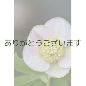 画像: SDピンクグリーンリップ　「桜利休」　【２番花・訳ありかも？】　No/24099