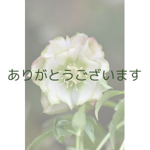 画像: DD薄ピンクグリーンリップ　「利休かすり」　【２番花・花茎2本立ち】　No/24062