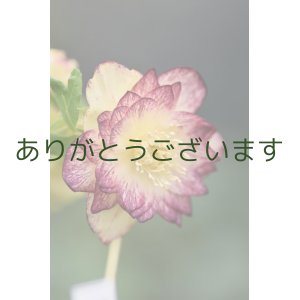 画像: DDゴールド・レインボー系　【２・３番花・花茎3本立ち】　No/24093