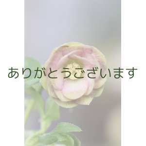 画像: DDピンクグリーンリップ　　「桜利休かすり」　【２番花・訳あり】　No/24035