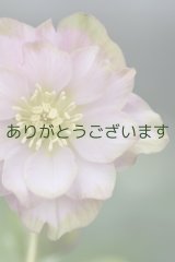 画像: DDピンクグリーンリップ　「桜利休」　No/240122