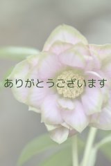 画像: DDピンクグリーンリップ　新年度交配　「桜利休」　　　No/24142