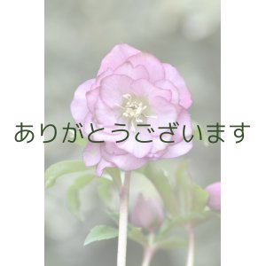 画像: DDピンクグリーンリップ　「グリーンリップ　カラー」　【１番花おわり】　　No/24159