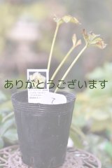 画像: 利休さんのセミダブル♡咲くかも？苗　007　※お一人様１株限り　送料無料　