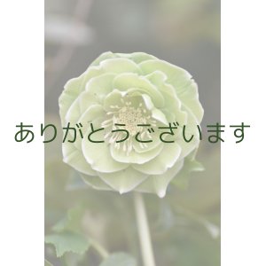 画像: DDグリーンホワイトリップ　「一茶」　※そばかす入り　　No/25005