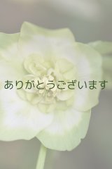 画像: SDホワイトグリーンリップ　「利休」　※訳あり（しべが2/3不稔）　No/25034