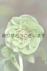 画像: DDグリーンホワイトリップ　「一茶」　※そばかす入り　　No/25035