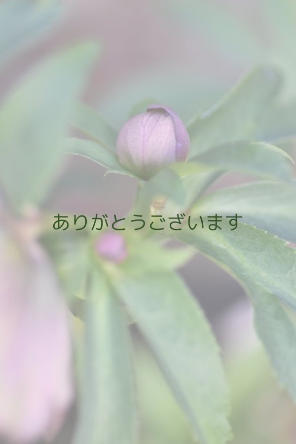 画像8: DDピンク・グリーンリップ　「桜利休」２本立ち　　No/25045