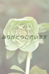 画像: DDグリーンホワイトリップ　「一茶」　※そばかす入り　　No/25048