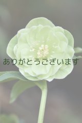 画像: DDグリーンホワイトリップ　「一茶」　　　No/25049