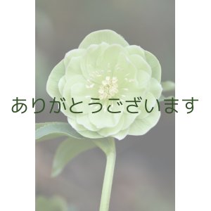 画像: DDグリーンホワイトリップ　「一茶」　　　No/25049