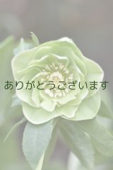 画像: DDグリーンホワイトリップ　「一茶」　※訳あり　ツボミなし　　　No/25051