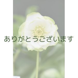 画像: DDホワイトグリーンリップ　「利休」　※３本立ち・花ツボミ計7個♡　　No/25066