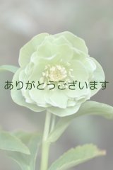 画像: DDグリーンホワイトリップ　「一茶」　　No/25068