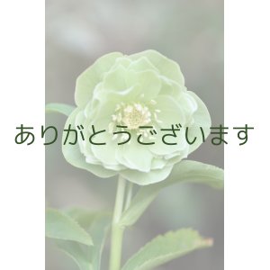 画像: DDグリーンホワイトリップ　「一茶」　　No/25068