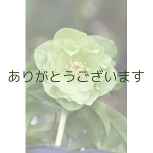 画像: DDグリーンホワイトリップ　「一茶」　３本立ち・花ツボミ７個　　No/25069