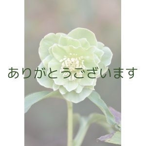 画像: DDグリーンホワイトリップ　「一茶」　　No/25070