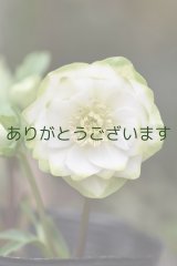 画像: DDホワイトグリーンリップ　「利休」　※2本立ち花茎４本・花ツボミ計9個♡　　No/25075