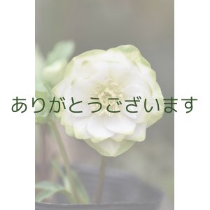 画像: DDホワイトグリーンリップ　「利休」　※2本立ち花茎４本・花ツボミ計9個♡　　No/25075