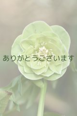 画像: DDグリーンホワイトリップ　「一茶」　※そばかす有・咲き進み　　No/25042