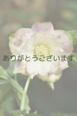 画像: DDホワイトピンクかすり・グリーンリップ　「利休かすり」　3本立ち・２番花　　No/25081