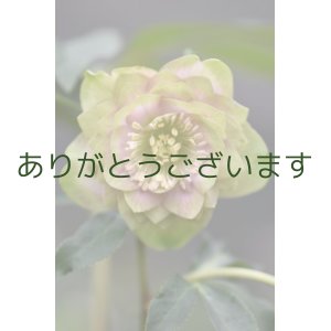 画像: DDピンクかすりグリーンリップ　「鶯（うぐいす）利休かすり」　　　No/25108