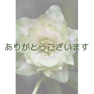 画像: DD淡ピンク太グリーンリップ　「多弁系　鶯（うぐいす）桜利休」　　　No/25110